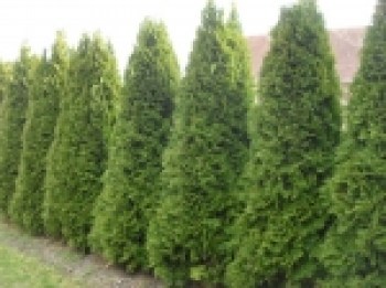 Thuja_occidental_5120dd55196c1_150x150