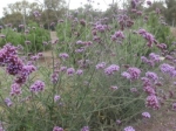 Verbena_bonarien_52616bf46b821_150x150