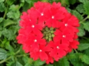 Verbena_zahradn__4f3ab0a4a518c_150x150