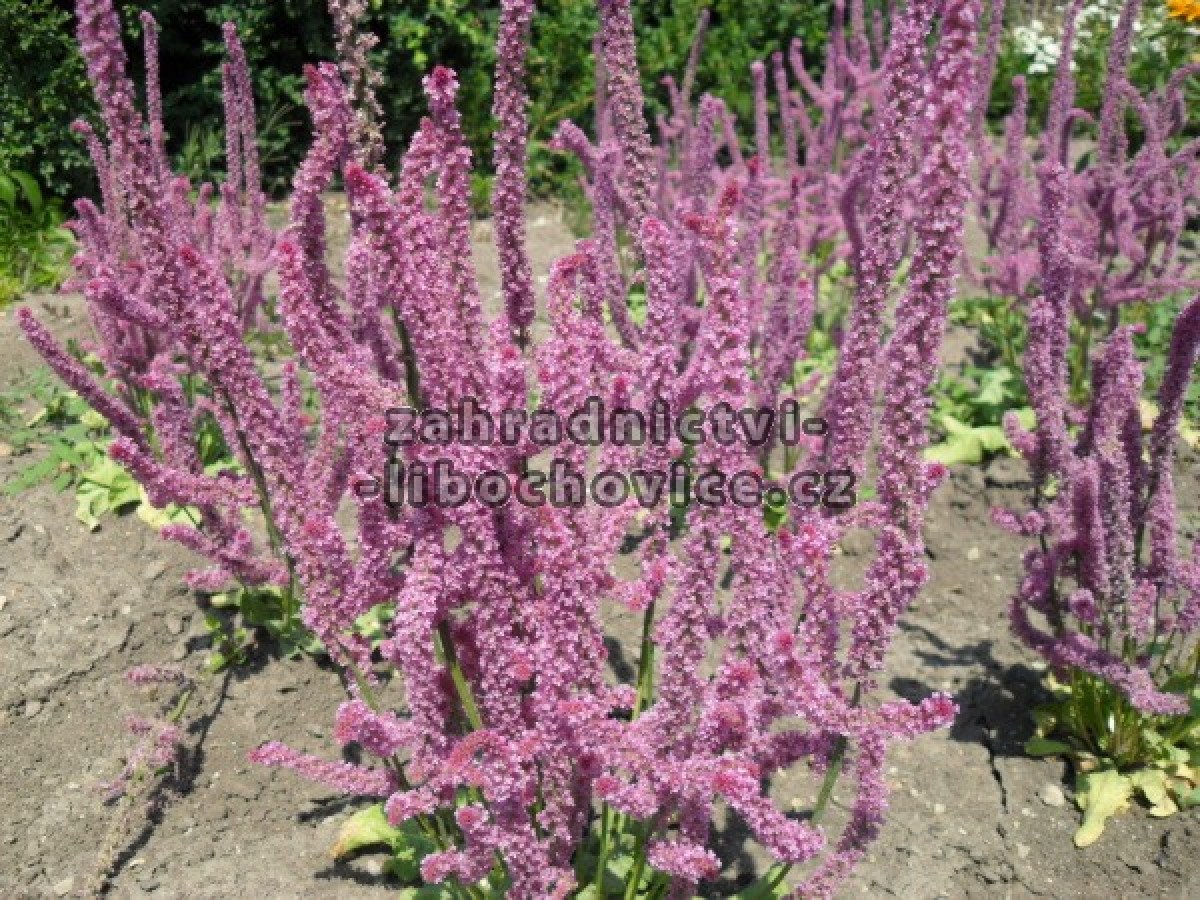 limonium_suworow_4c45e885685d2.jpg